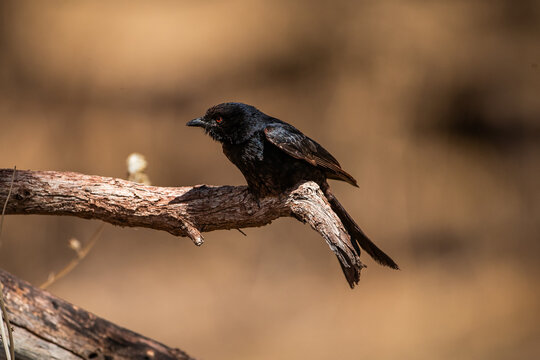 A fork-tailed drongo (Dicrurus adsimilis) perched on a branch in a tree