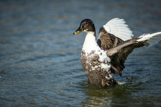 South African shelduck or Cape shelduck (Tadorna cana) lands in a large pond