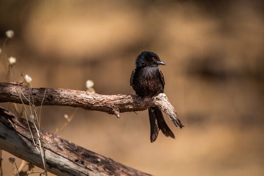 A fork-tailed drongo (Dicrurus adsimilis) perched on a branch in a tree