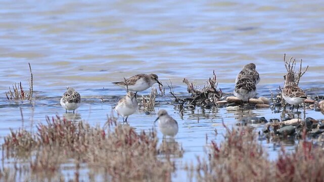 4K Video of Little Stints (Calidris minuta) foraging in shallow waters of Akrotiri Salt Lake, Cyprus. Small migratory waders feeding in wetland habitat.