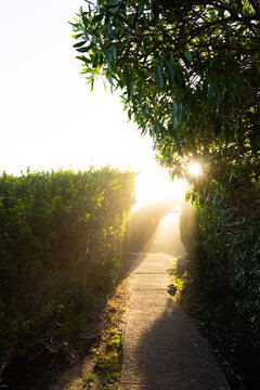 afternoon light streaming through trees on nature path, Hermanus, South Africa