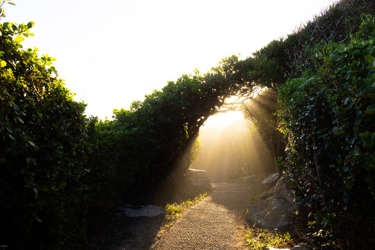 afternoon light streaming through trees on nature path, Hermanus, South Africa