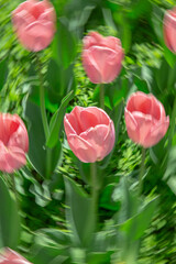 Fototapeta premium Abstract creative photography of pink tulips with intense radial zoom blur, creating a dynamic, dreamy and romantic background for wedding or art designs.