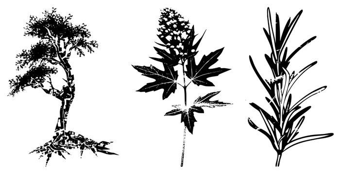 Vector illustrations of tree, maple like leaf plant, and rosemary herb, all in black silhouette, stylized botanical art, isolated elements for design.