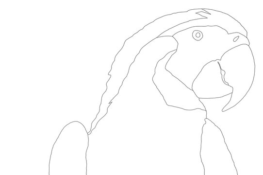 Papagei Malvorlage &ndash; Einfache Umrisszeichnung eines Aras als Vektorgrafik