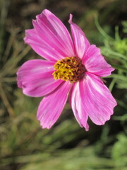 Zbliżenie na kwiaty rośliny z gatunku cosmos © Kumulugma