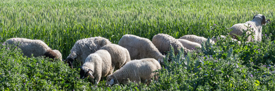 Troupeau de moutons au bord d'un champ de bl&eacute; au printemps