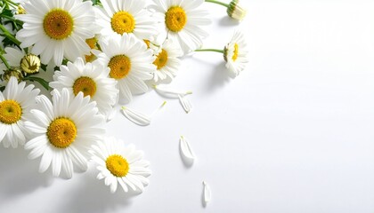 Fototapeta premium Daisy Bloom: A cluster of fresh daisies graces a bright display, its delicate white petals and sunny yellow centers bring a sense of purity and joy.