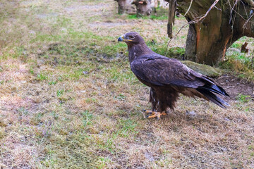 Fototapeta premium Powerful eagle bird standing on grass in an open natural area.