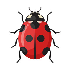 Fototapeta premium Red ladybug crawling on plain white background
