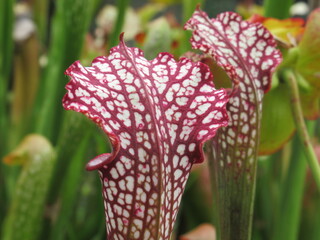Zbliżenie na rośliny z gatunku sarracenia leucophylla © Kumulugma