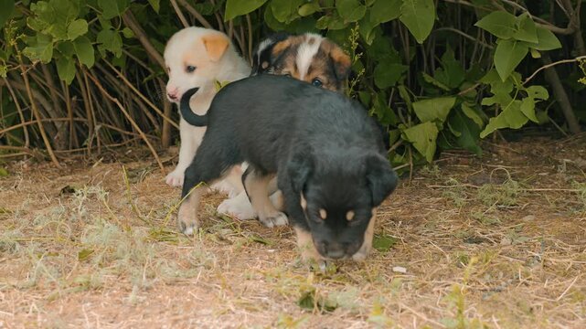 A group of small, vulnerable stray puppies cuddles together for comfort outdoors. Hiding under green leaves on dry ground, the scene evokes empathy for abandoned animals. Natural lighting