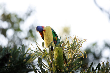 Rainbow Lorikeet feeding on nectar of a yellow Banksia flower in afternoon light © Tove Liv