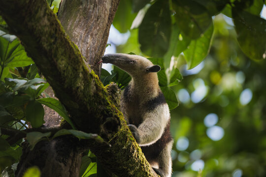Ameisenb&auml;r klettert auf einen Baum im Corcovado Nationalpark, Costa Rica