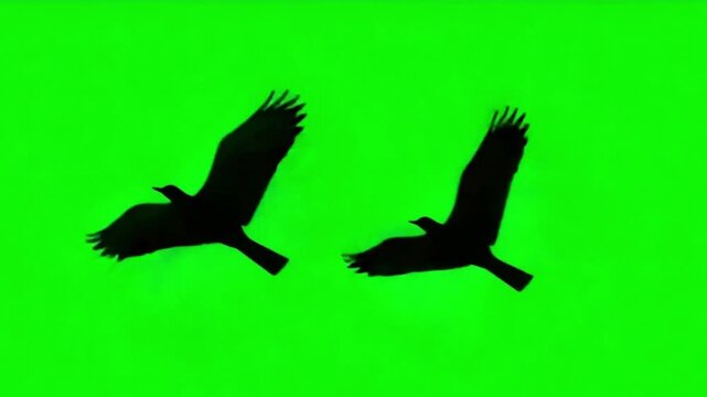 3D Flying Birds Silhouette on Green Screen Animation