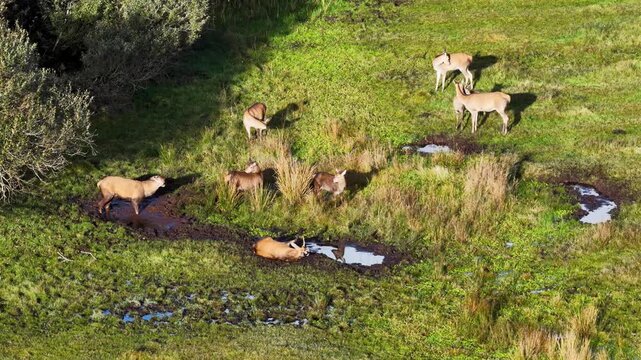 Red deer stags and hinds wallowing in the mud during the rut in County Donegal, Ireland