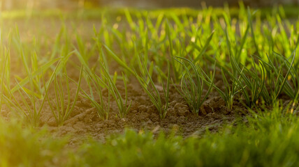 Obraz premium Young green onion sprouts emerging from rich soil in warm morning sunlight