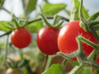 Zbliżenie na pomidorki cherry © Kumulugma
