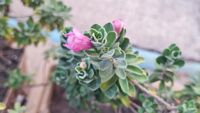 Macro shot of beautiful pink flowers blooming on silver buttonwood shrub with soft velvet leaves in a lush botanical garden for natural floral background concept