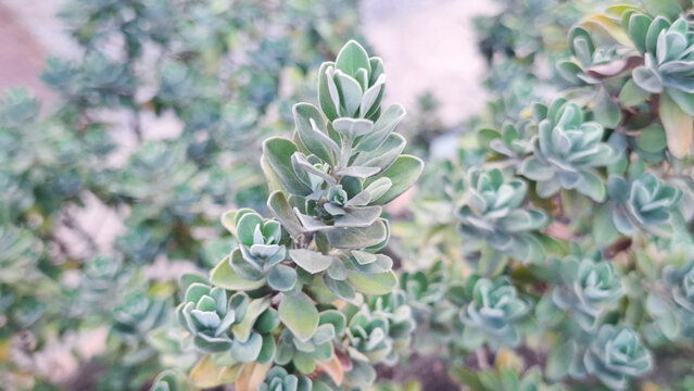 Close up of silver buttonwood leaves with soft velvet texture and dense foliage patterns in a lush garden setting for natural background and landscaping concept