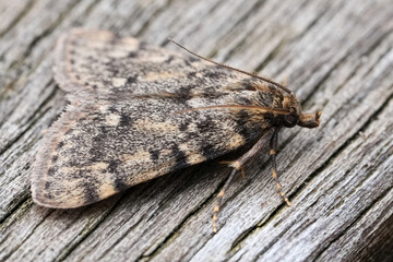 Closeup on a synanthropic large tabby or grease moth, Aglossa pinguinalis sitting on a peice of wood in the garden © Henk