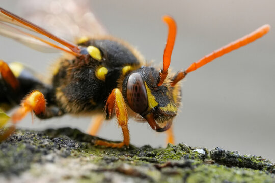 Facial closeup on a red-eyed female Goodens nomad bee, Nomada goodeniana , a parasite on Andrena nitida mining bee