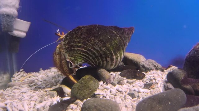 hermit crab in aquarium close up macro video
