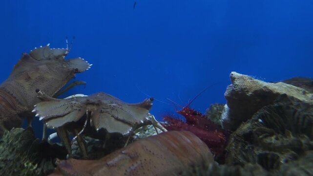 Horseshoe crab swimming in a fish tank with blue water background