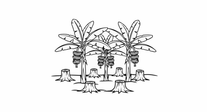 Stumps of felled banana trees with remaining fruit-laden bunches