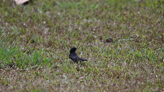 willie wagtail, Rhipidura leucophrys, a small black and white bird hopping over the ground of the Atherton tablelands, Queensland, Australia.