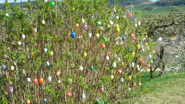 Easter holiday decorations in Austria, bright eggs on green branches.