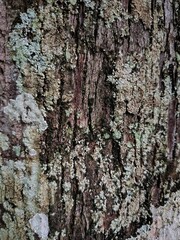 Fototapeta premium The texture of the bark of a mango tree covered in lichen. The rough, grooved texture of the bark provides a suitable habitat for the growth of this type of lichen.
