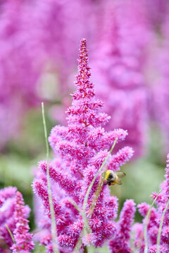 Close-up of vibrant pink astilbe flower with bee in natural garden setting