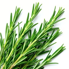 Fototapeta premium Fresh Rosemary Herb Stems on White Background