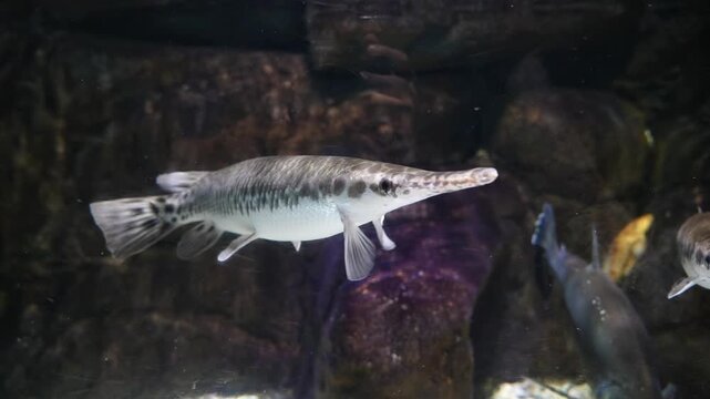 Alligator Gar Swimming Underwater - Captivating Wildlife in 4K UHD