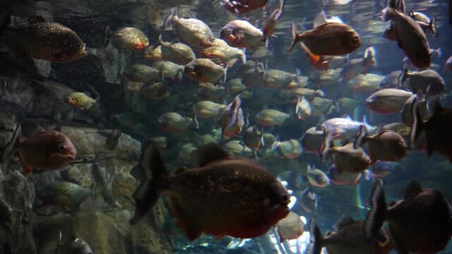Swarm of Piranhas Swimming in Aquarium at Batam, Indonesia (4K)