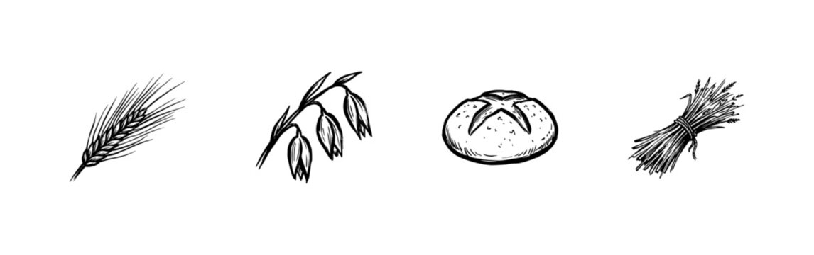 Wheat Stalks and Cereal Grain Ears with Hand-Drawn Inky Brush Strokes and Organic Calligraphic Flourishes