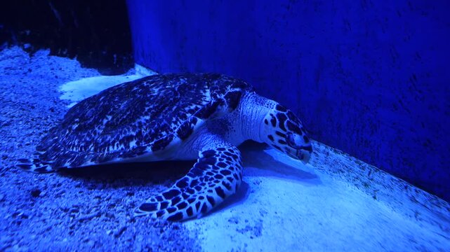 Hawksbill Sea Turtle Resting Underwater in Aquarium - 4K Stock Footage