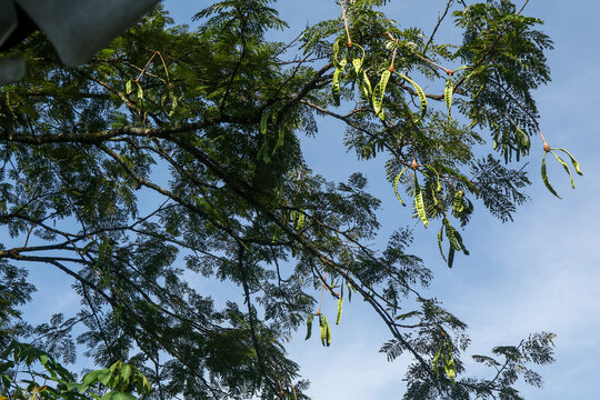 Fresh petai still hanging on the tree