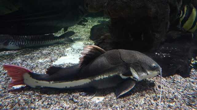 Exotic Catfish resting on gravel bed in Aquarium Display -4K