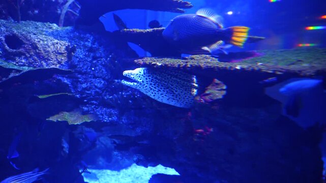 Spotted Moray Eel Swimming in Dark Blue Water Aquarium, Cinematic 4K