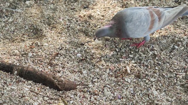 4K close up of a domestic pigeon foraging for food on a pebbly beach under a tree