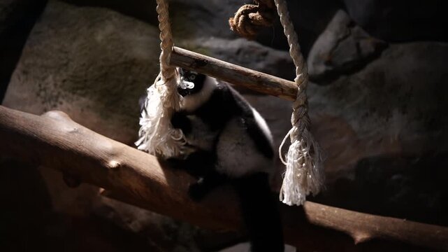 Ruffed Lemur Climbing Ropes On A Branch in Captivity - Cinematic 4K