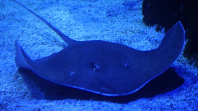 Graceful Stingray Gliding Over Ocean Floor in Aquatic Habitat - 4K