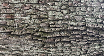 Fototapeta premium Old bark tree texture. Natural wood surface pattern, old tree skin