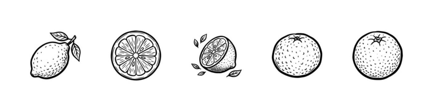 Fresh Citrus Fruits and Juicy Orange Slices with Fluid Ink Brush Strokes in Hand-Drawn Painterly Style