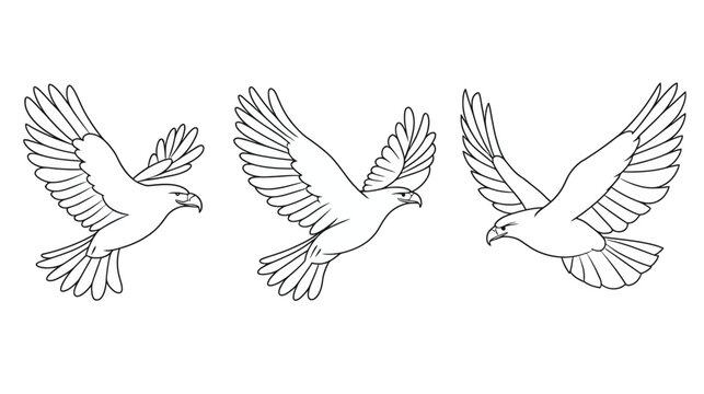 Three sketched eagles with spread wings, flying on a white background