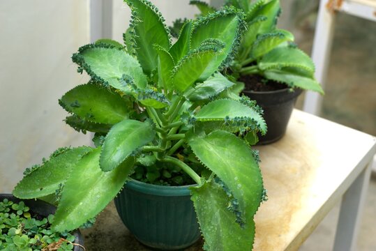 mother of thousands or kalanchoe daigremontiana plant with plantlets on leaf edges in a pot