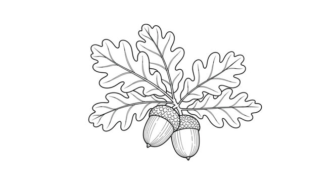 Detailed line art drawing of two acorns hanging from a branch surrounded by several lobed oak leaves on a white field.