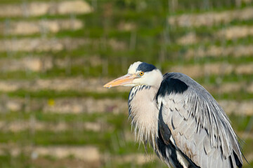 Fototapeta premium Grey heron close up portrait with blurred background